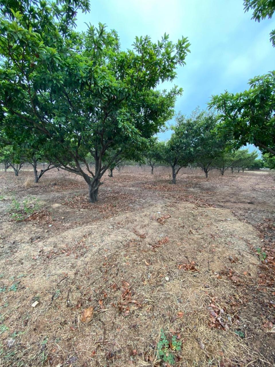 Pn Farm Villa Hajdarábád Exteriér fotografie