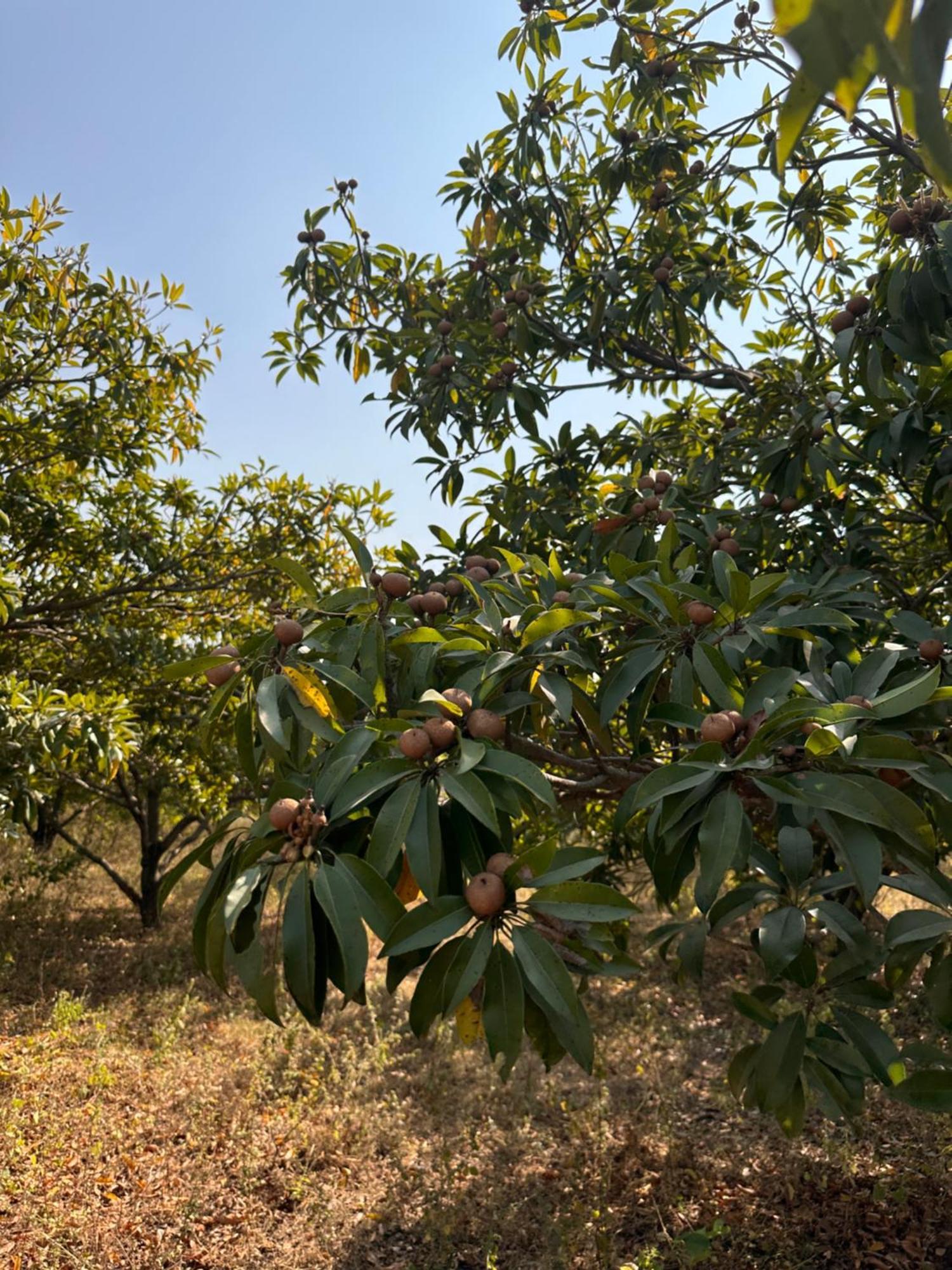 Pn Farm Villa Hajdarábád Exteriér fotografie